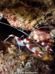 Macro shot of banded coral shrimp taken in Bonaire.  You ... by Alan Butterworth 